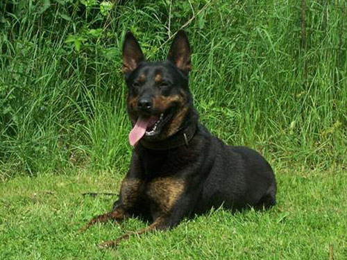 Dutch Shepherd dog pictures