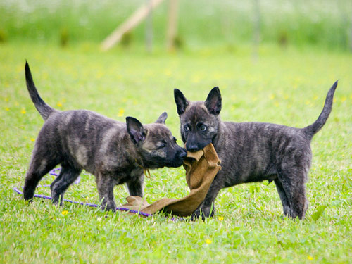 Dutch Shepherd dog pictures