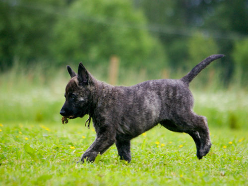Dutch Shepherd dog pictures