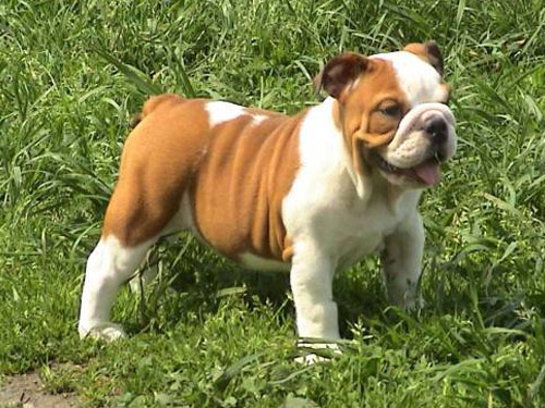 English Bulldog dog pictures