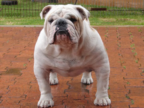 English Bulldog dog pictures