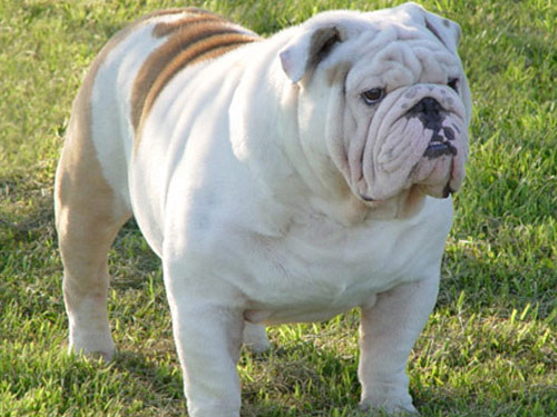 English Bulldog dog pictures