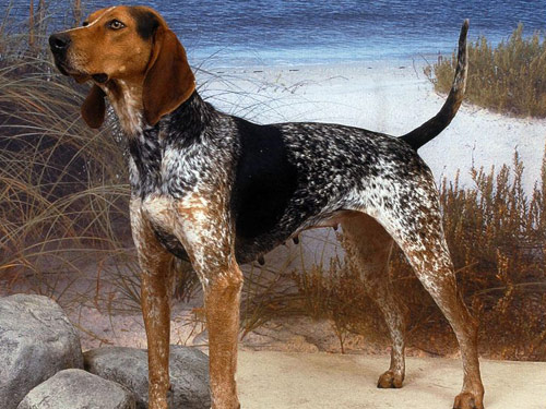 English Coonhound dog