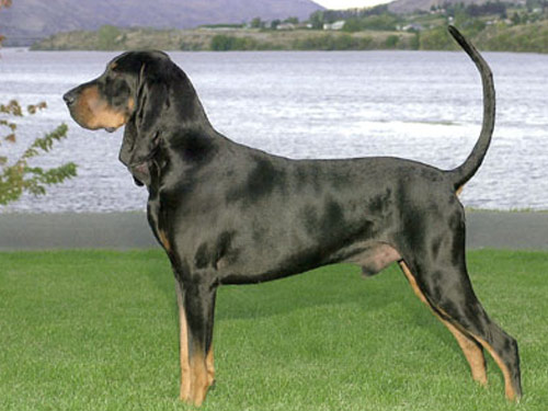 English Coonhound dog pictures