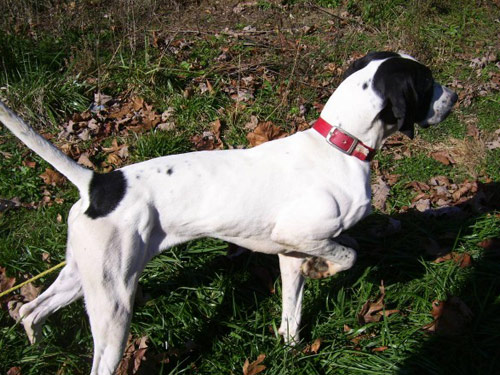 English Pointer dog
