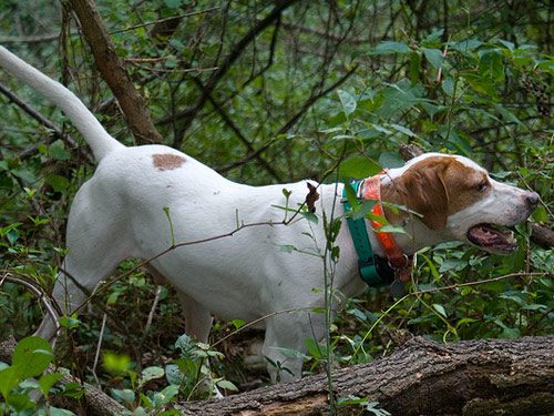 English Pointer dog pictures