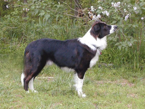 English Shepherd 犬種