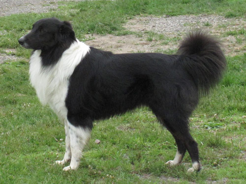 English Shepherd dog