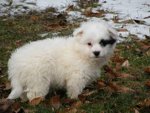 Eska-Poo - Eskapoo dog pictures