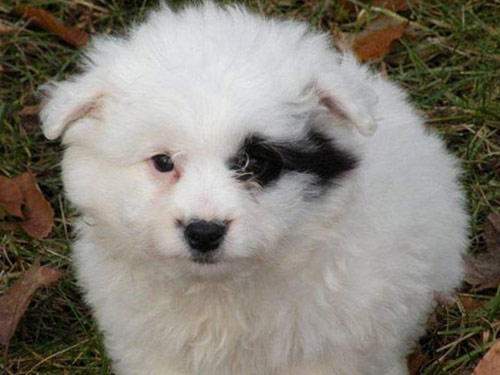 Eska-Poo - Eskapoo dog pictures