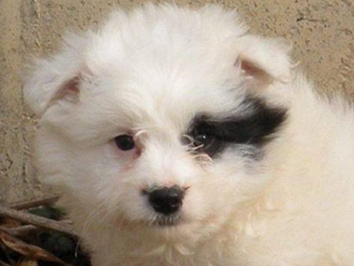 Eska-Poo - Eskapoo dog pictures