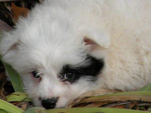Eska-Poo - Eskapoo dog pictures