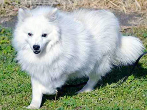 Eskimo  dog pictures