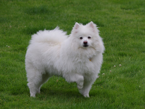 Eskimo  dog pictures