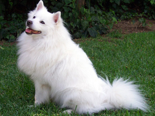 Eskimo  dog pictures