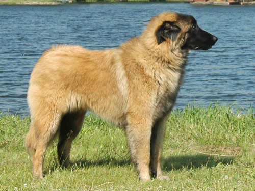 Estrela Mountain  dog