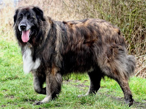 Estrela Mountain  dog
