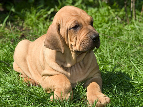 Fila Brasileiro dog