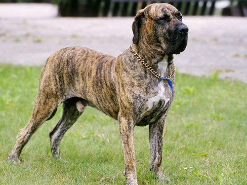 Fila Brasileiro dog pictures