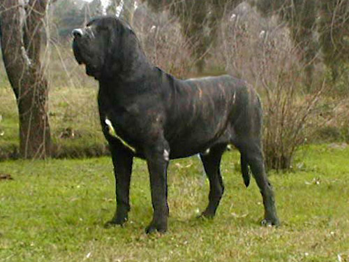Fila Brasileiro dog pictures