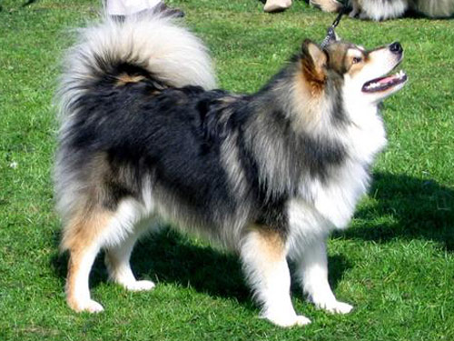Finnish Lapphund dog