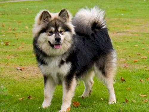 Finnish Lapphund dog