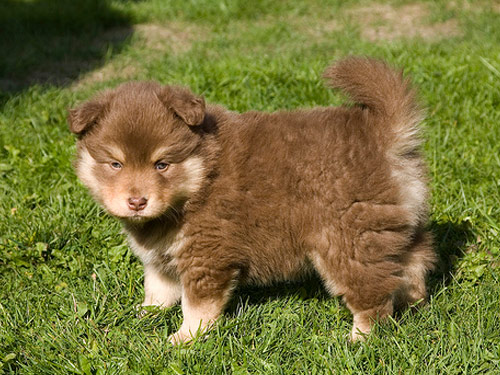 Finnish Lapphund dog pictures