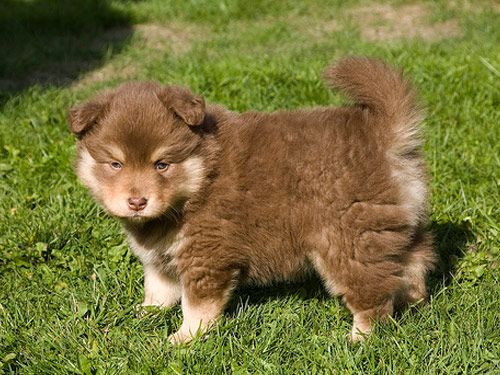 Finnish Lapphund dog