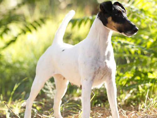 Fox Terrier, Smooth dog