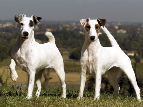 Fox Terrier, Smooth dog