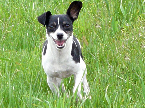 Fox Terrier Toy dog