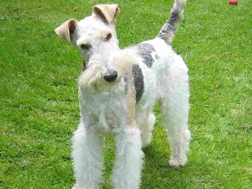 Fox Terrier  Wire dog pictures