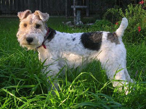 Fox Terrier  Wire dog pictures