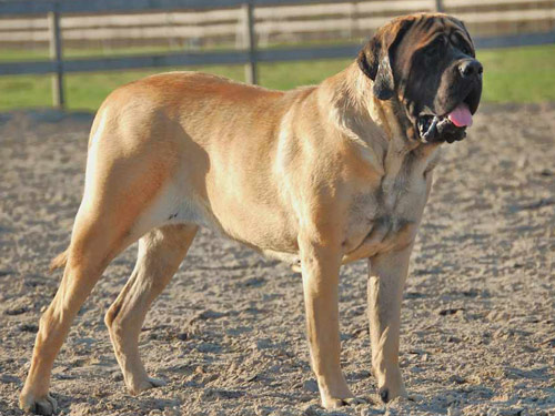 English Mastiff dog