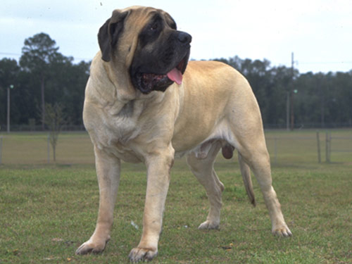 English Mastiff dog