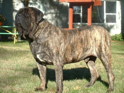 English Mastiff dog