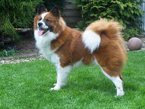 Elo dog