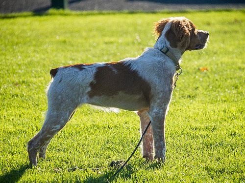 French Brittany dog pictures