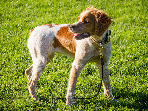 French Brittany dog pictures