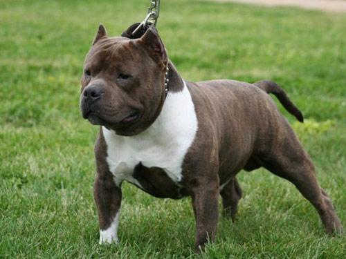 American Bully dog