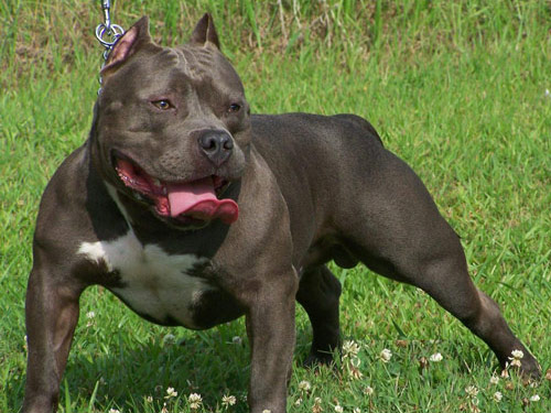 American Bully dog