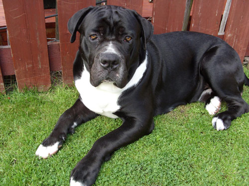 American Mastiff dog