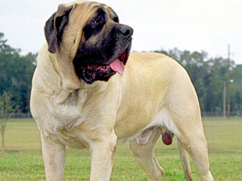 American Mastiff dog pictures
