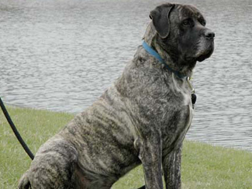 American Mastiff dog pictures