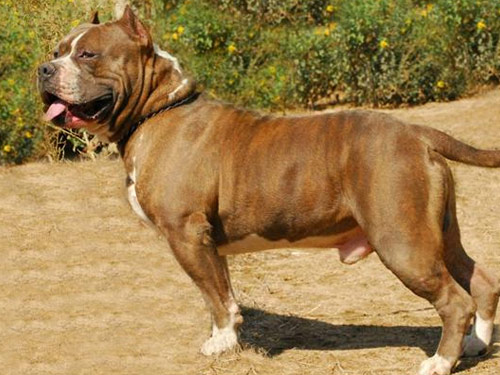 American Mastiff dog pictures