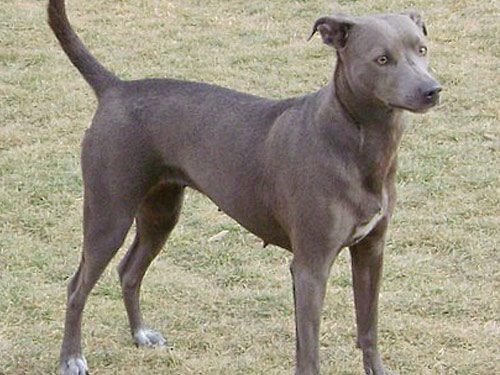 Blue Lacy dog pictures