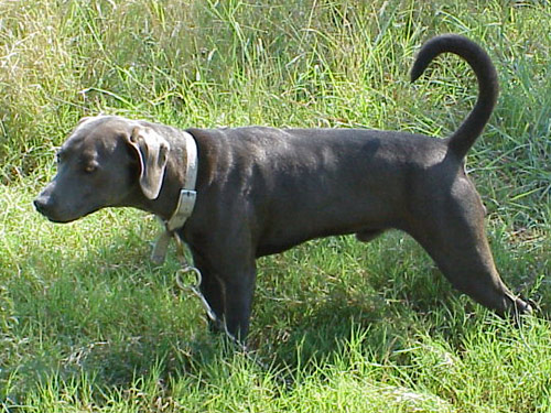 Blue Lacy dog pictures