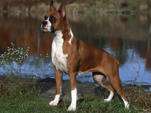 Boxer  dog pictures