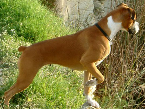 Boxer  dog pictures