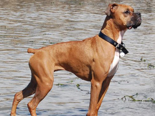 Boxer  dog pictures